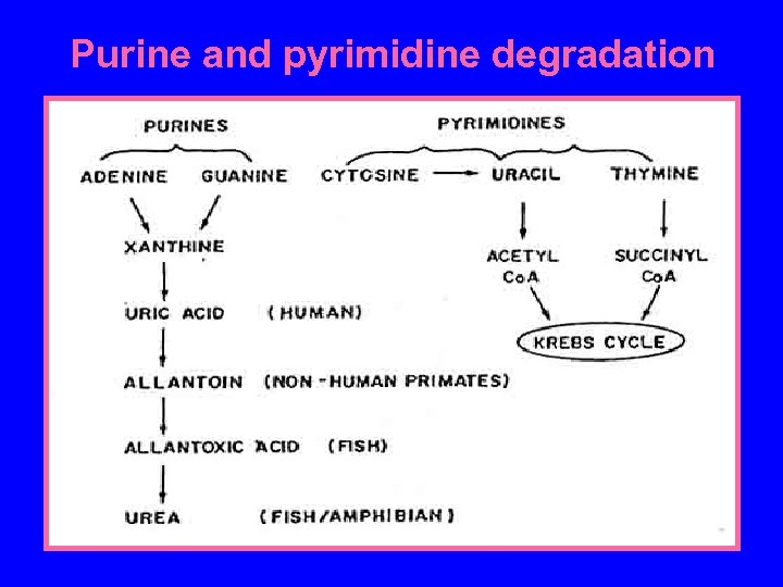 Purine and pyrimidine degradation 