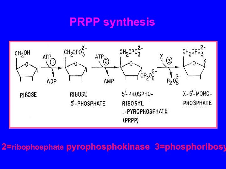 PRPP synthesis 2=ribophosphate pyrophosphokinase 3=phosphoribosy 