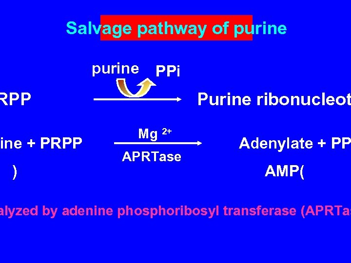 Salvage pathway of purine PPi RPP ine + PRPP ) Purine ribonucleot Mg 2+