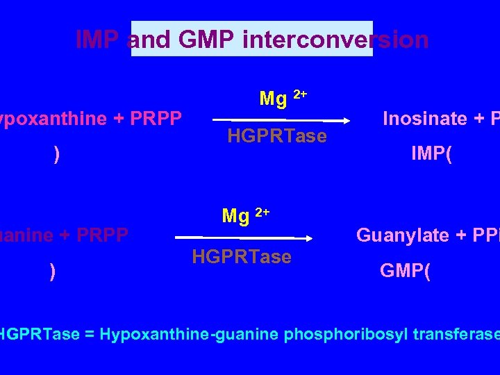 IMP and GMP interconversion ypoxanthine + PRPP ) uanine + PRPP ) Mg 2+