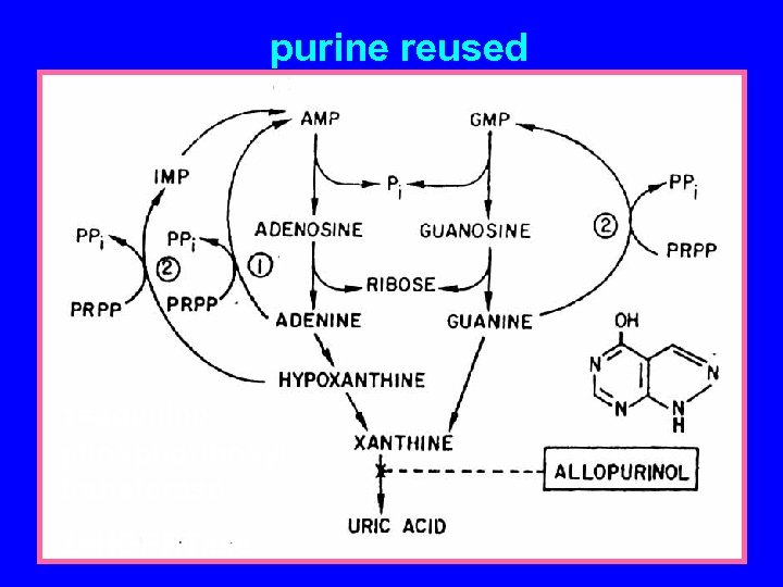 purine reused 1=adenine phosphoribosyl transferase 2=HGPRTase 