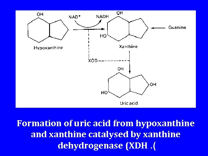 Formation of uric acid from hypoxanthine and xanthine catalysed by xanthine dehydrogenase (XDH. (
