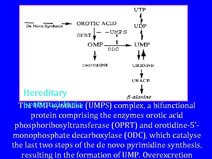 Hereditary orotic synthase The UMPaciduria (UMPS) complex, a bifunctional protein comprising the enzymes orotic