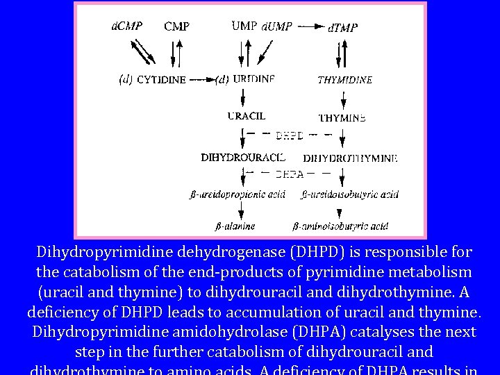 Dihydropyrimidine dehydrogenase (DHPD) is responsible for the catabolism of the end-products of pyrimidine metabolism