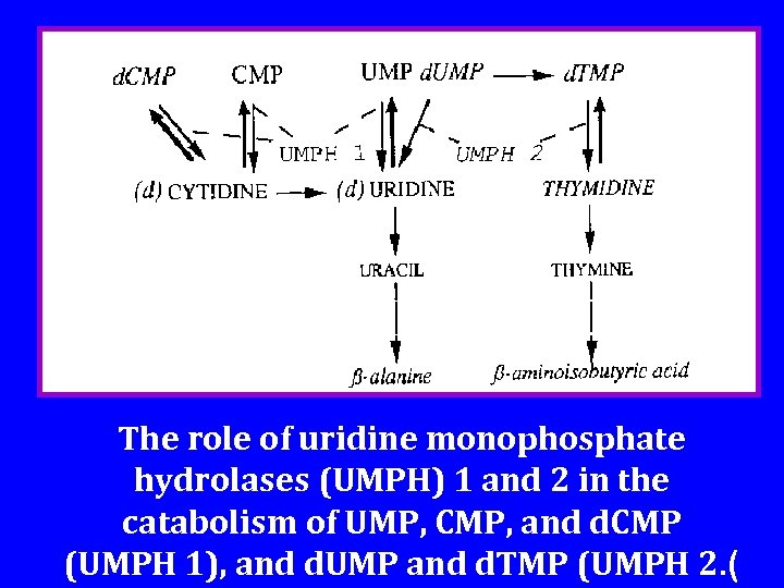 The role of uridine monophosphate hydrolases (UMPH) 1 and 2 in the catabolism of