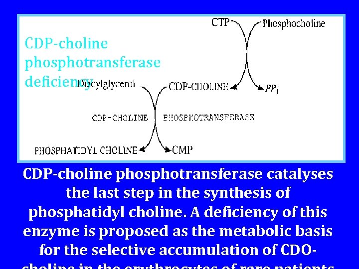 CDP-choline phosphotransferase deficiency CDP-choline phosphotransferase catalyses the last step in the synthesis of phosphatidyl