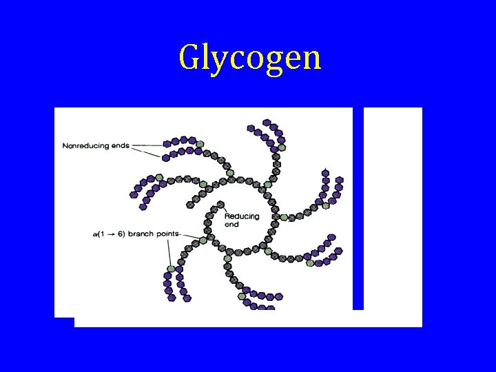 Glycogen 