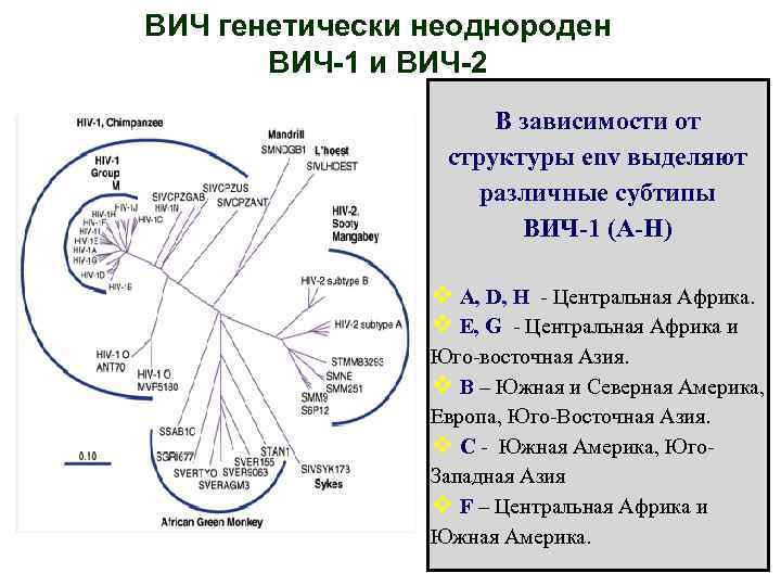 ВИЧ генетически неоднороден ВИЧ-1 и ВИЧ-2 В зависимости от структуры env выделяют различные субтипы