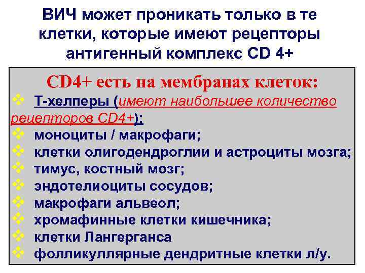 ВИЧ может проникать только в те клетки, которые имеют рецепторы антигенный комплекс CD 4+