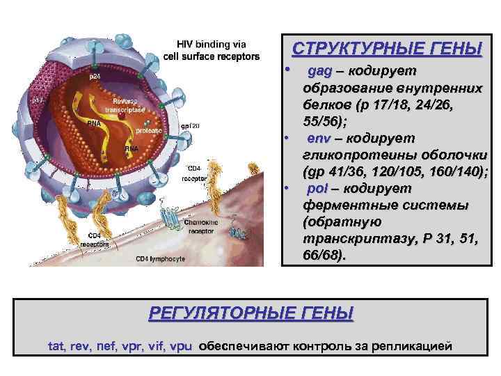СТРУКТУРНЫЕ ГЕНЫ • gag – кодирует образование внутренних белков (р 17/18, 24/26, 55/56); •