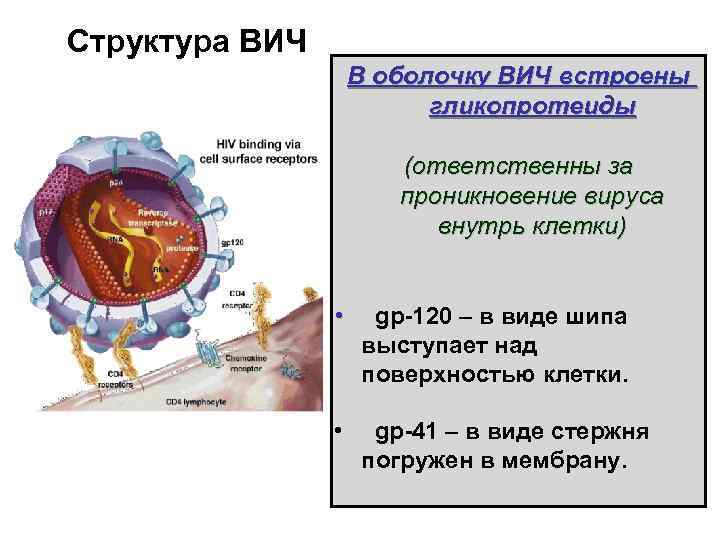 Структура ВИЧ В оболочку ВИЧ встроены гликопротеиды (ответственны за проникновение вируса внутрь клетки) •