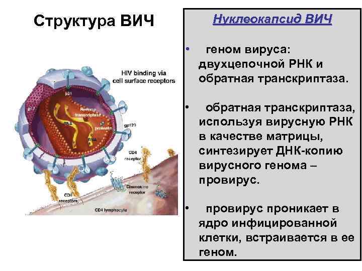 Структура ВИЧ Нуклеокапсид ВИЧ • геном вируса: двухцепочной РНК и обратная транскриптаза. • обратная