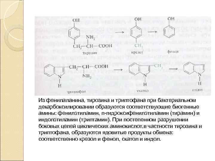 Эль тирозин. При декарбоксилировании триптофана образуется биогенный Амин. Биогенные Амины триптофана. Триптофана, фенилаланина, тирозина формула. Аминокислота фенилаланин декарбоксилирование.