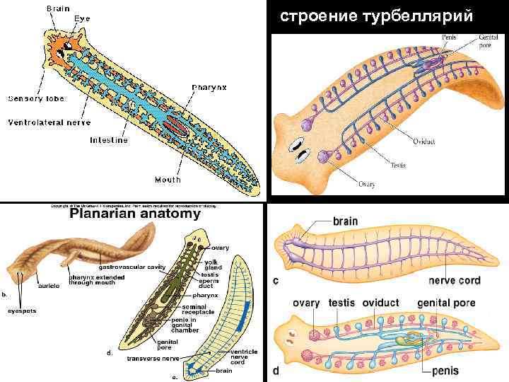 строение турбеллярий 