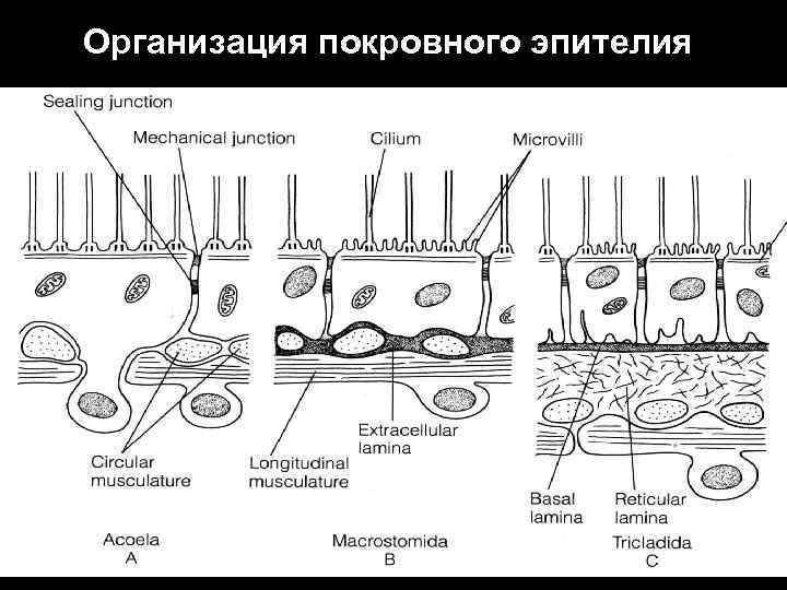 Организация покровного эпителия 