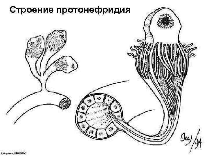 Строение протонефридия 