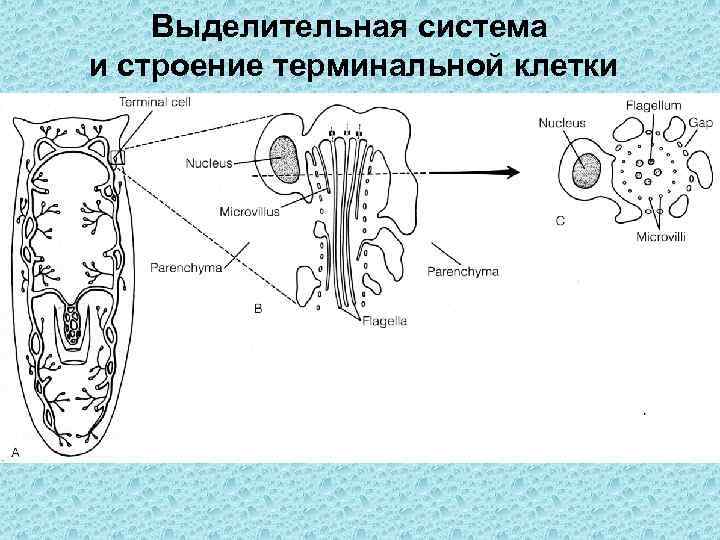 Выделительная система и строение терминальной клетки 