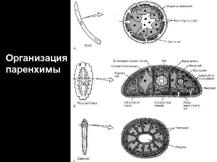 У каких червей между органами находится паренхима. Плоские черви паренхима. Паренхима у плоских червей. Паренхима плоского червя. Паренхима у червей.