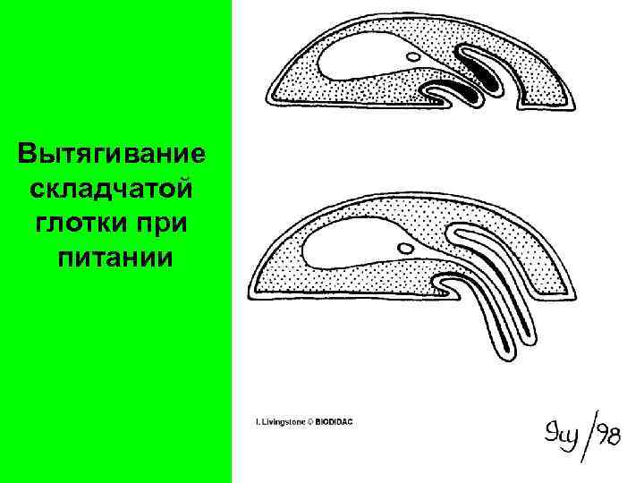 Вытягивание складчатой глотки при питании 