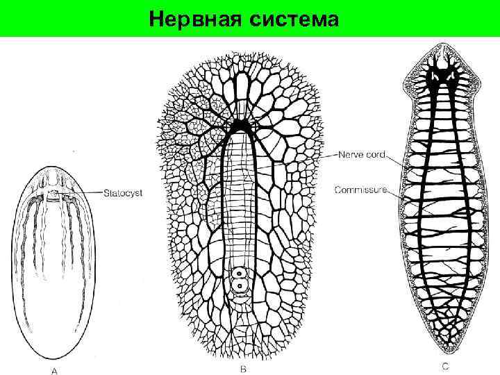 Нервная система 