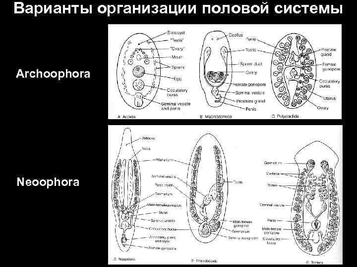 Варианты организации половой системы Archoophora Neoophora 