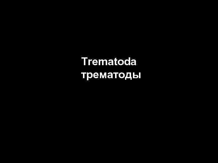 Trematoda трематоды 