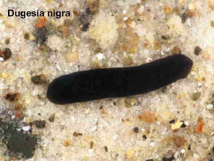 Dugesia nigra 