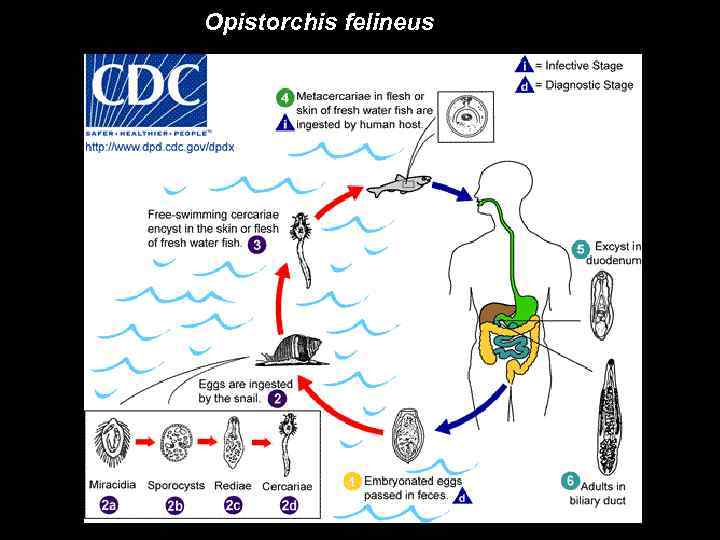 Opistorchis felineus 