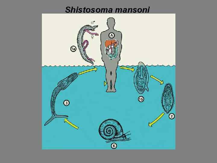 Shistosoma mansoni 