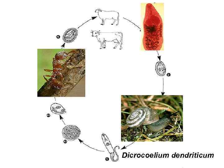 Dicrocoelium dendriticum 