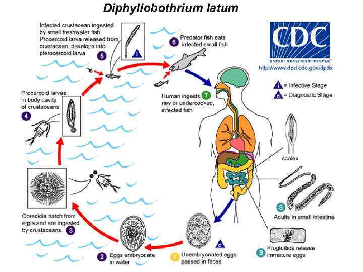 Diphyllobothrium latum 