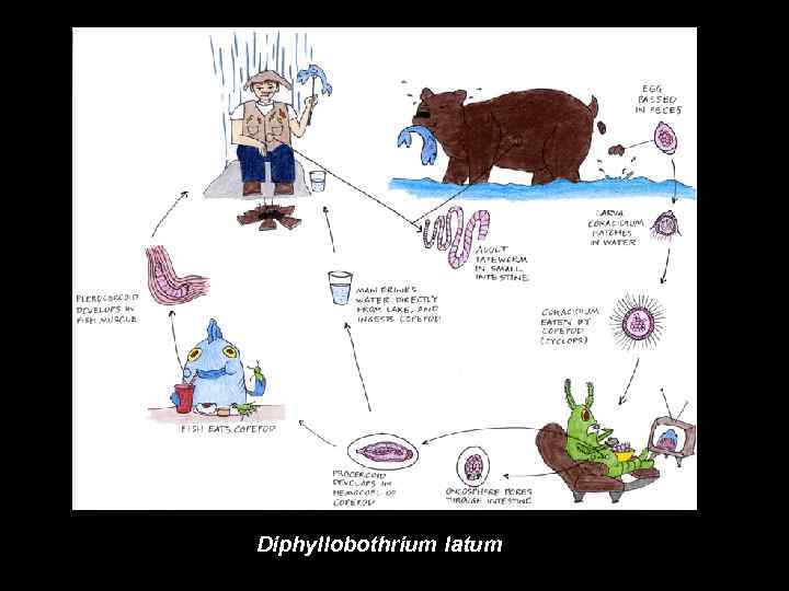 Diphyllobothrium latum 