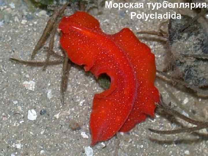 Морская турбеллярия Polycladida 