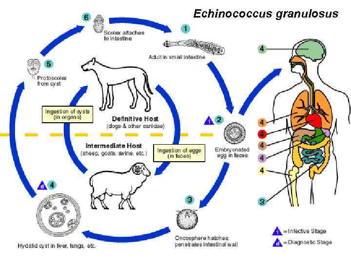 Echinococcus granulosus 