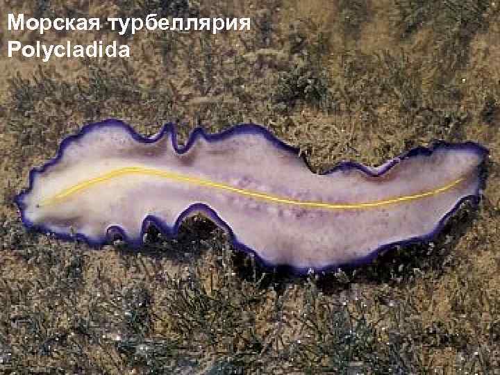 Морская турбеллярия Polycladida 