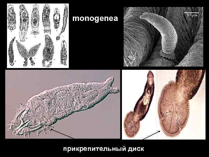 monogenea прикрепительный диск 