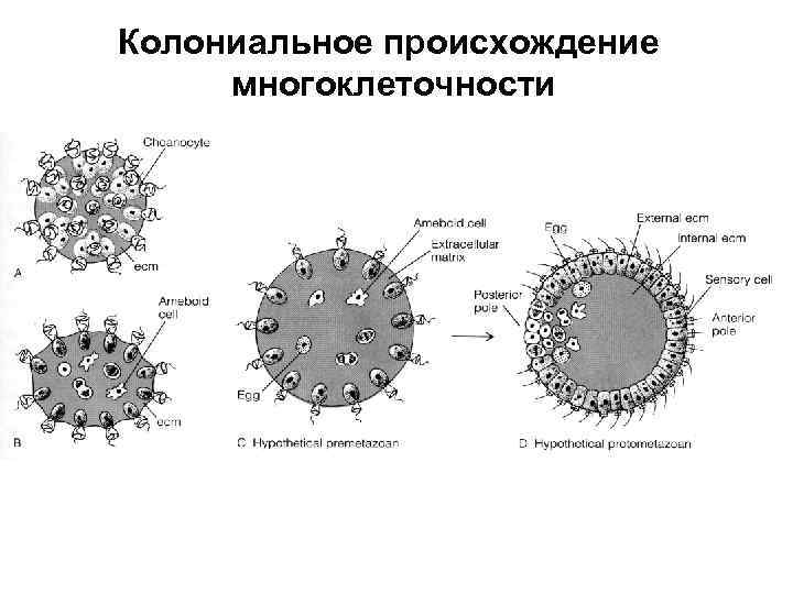 Колониальное происхождение многоклеточности 