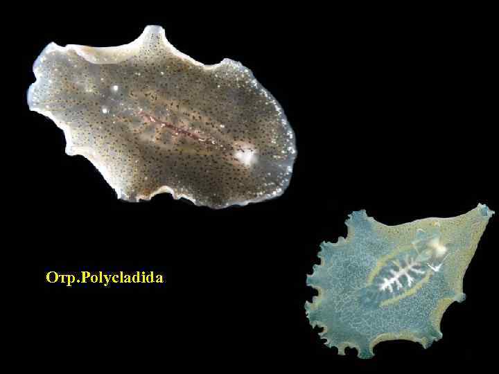 Отр. Polycladida 