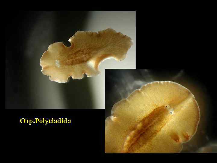 Отр. Polycladida 