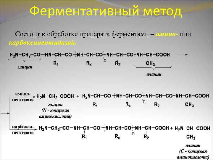 Ферментативный метод Состоит в обработке препарата ферментами – амино- или карбоксипептидазой. 