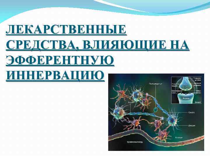 ЛЕКАРСТВЕННЫЕ СРЕДСТВА, ВЛИЯЮЩИЕ НА ЭФФЕРЕНТНУЮ ИННЕРВАЦИЮ 