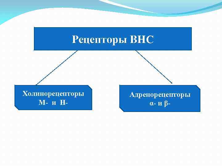 Рецепторы ВНС Холинорецепторы М- и Н- Адренорецепторы α- и β- 