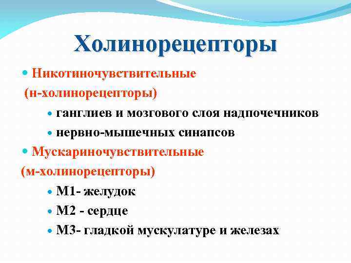 Холинорецепторы Никотиночувствительные (н-холинорецепторы) ганглиев и мозгового слоя надпочечников нервно-мышечных синапсов Мускариночувствительные (м-холинорецепторы) М 1
