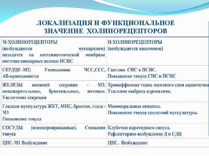 ЛОКАЛИЗАЦИЯ И ФУНКЦИОНАЛЬНОЕ ЗНАЧЕНИЕ ХОЛИНОРЕЦЕПТОРОВ 