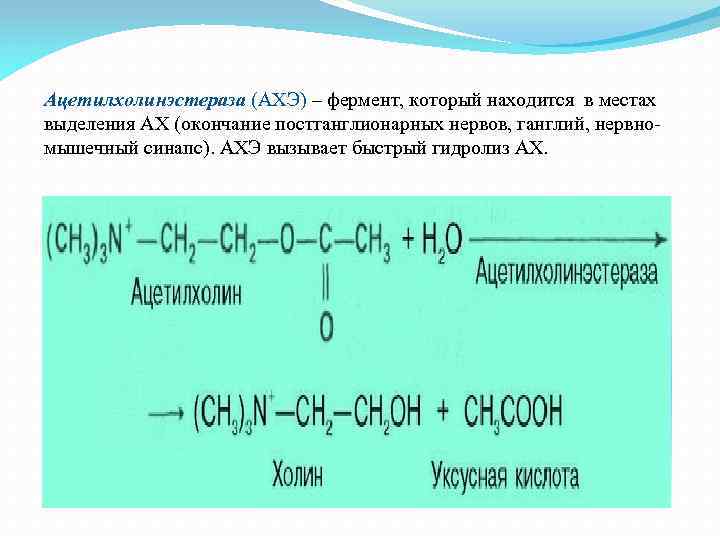 Ацетилхолинэстераза (АХЭ) – фермент, который находится в местах выделения АХ (окончание постганглионарных нервов, ганглий,