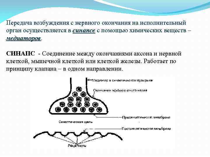 Передача возбуждения с нервного окончания на исполнительный орган осуществляется в синапсе с помощью химических