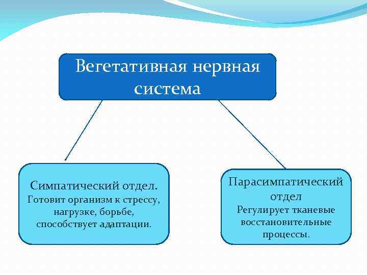 Вегетативная нервная система Симпатический отдел. Готовит организм к стрессу, нагрузке, борьбе, способствует адаптации. Парасимпатический