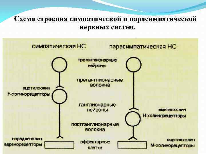 Схема строения симпатической и парасимпатической нервных систем. 