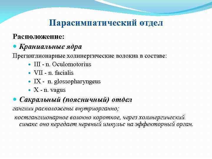 Парaсимпатический отдел Расположение: Краниальные ядра Преганглионарные холинергические волокна в составе: III - n. Oculomotorius