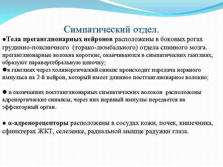 Симпатический отдел. ●Тела преганглионарных нейронов расположены в боковых рогах грудинно-поясничного (торако-люмбального) отдела спинного мозга.